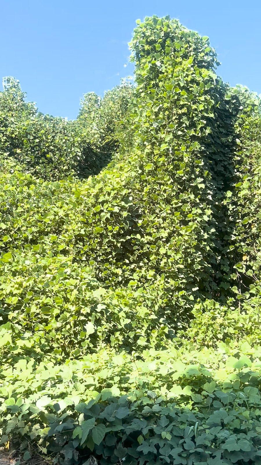 Pleasant Grove property buried under kudzu before Archon clearing