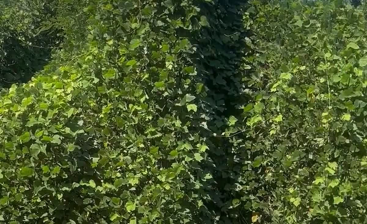 Acreage buried under kudzu and heavy vine growth before land clearing in Pleasant Grove, Alabama