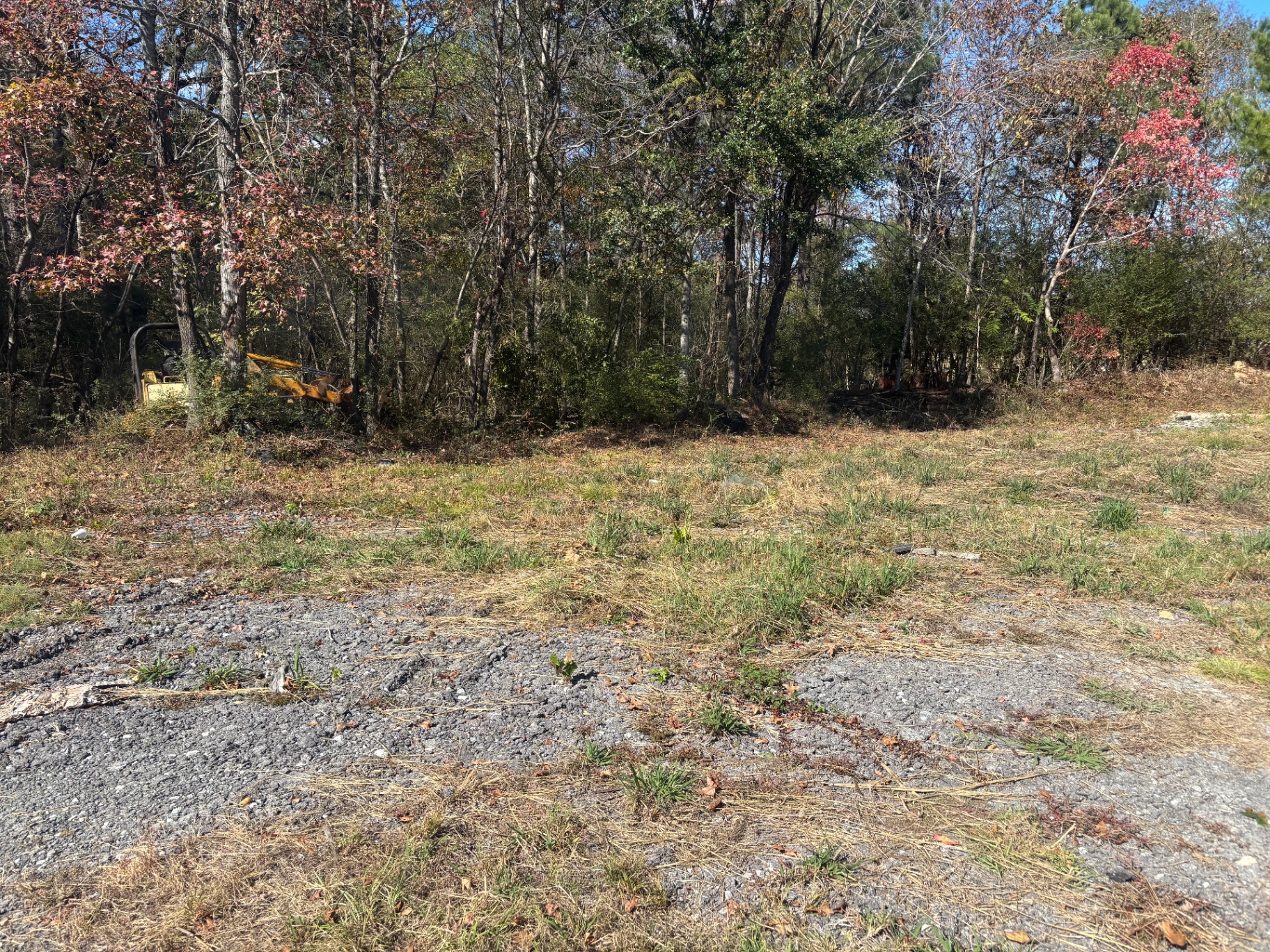 Overgrown wooded lot before land clearing in Alabama